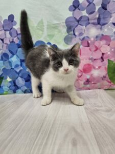 マンチカン（脚長） 男の子 ブルーホワイト（ペッツゴー浜北店） 写真2