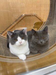 マンチカン（脚長） 男の子 ブルーホワイト（ペッツゴー浜北店） 写真4
