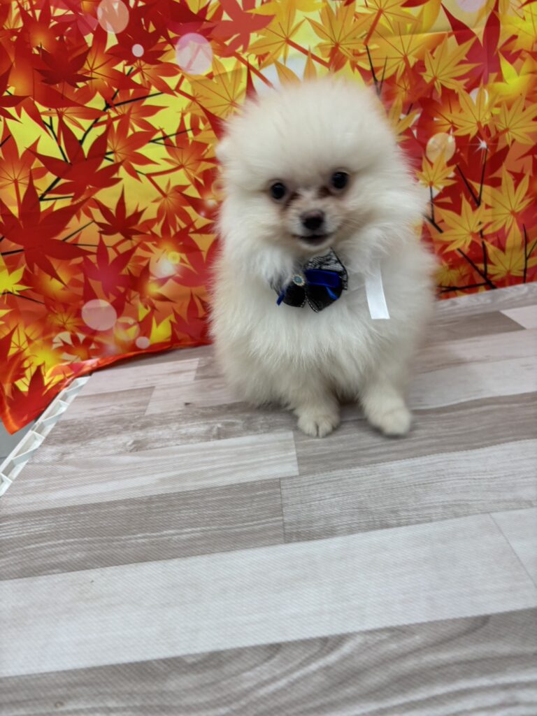 ポメラニアン 男の子 クリーム（Zoomoreみどり阿左美店） 写真1