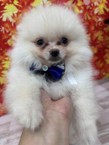 ポメラニアン 男の子 クリーム（Zoomoreみどり阿左美店） 写真2