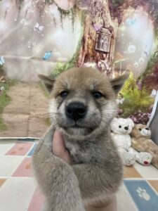 柴犬 女の子 レッド(ペットアミ四街道店)