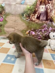 柴犬 女の子 レッド(ペットアミ四街道店)
