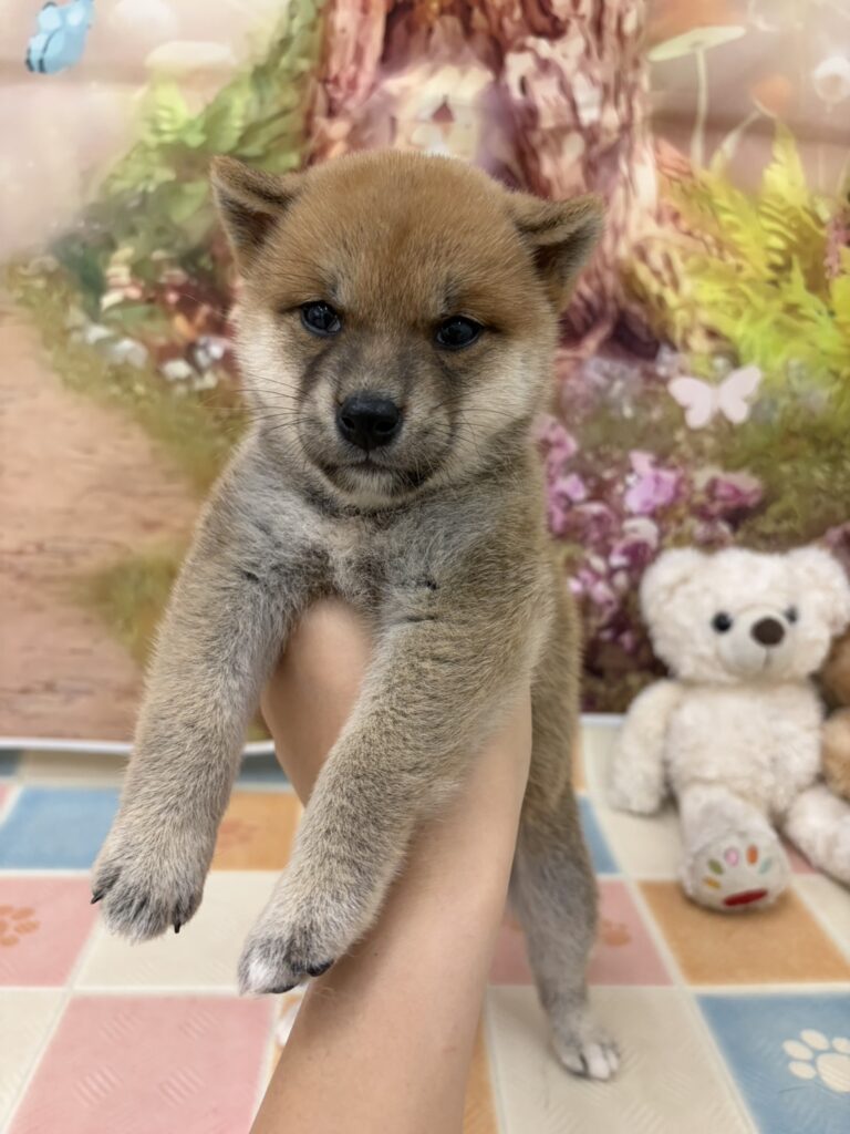 柴犬 女の子 レッド（ペットアミ四街道店）