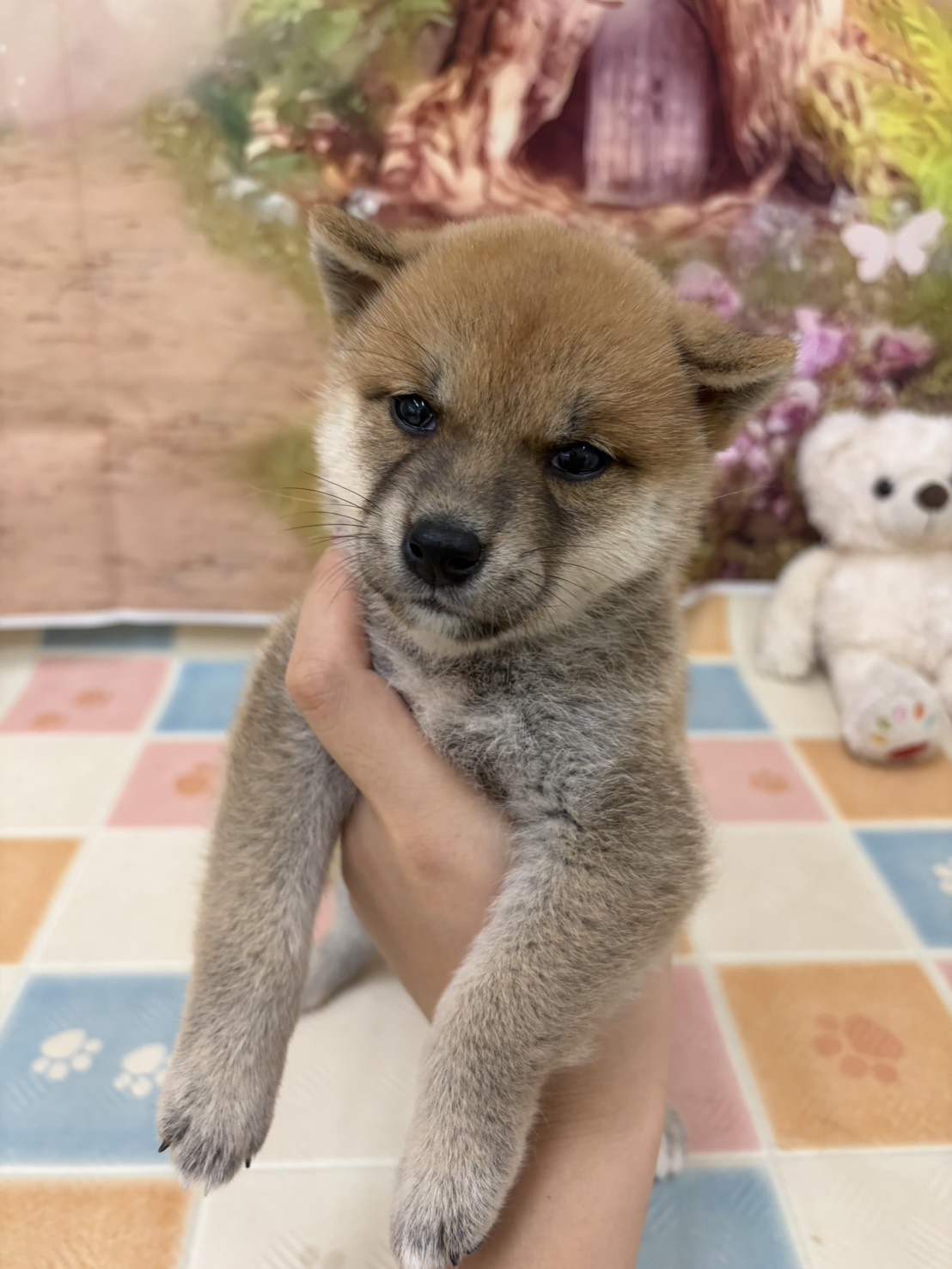 柴犬 女の子 レッド(ペットアミ四街道店) 写真1