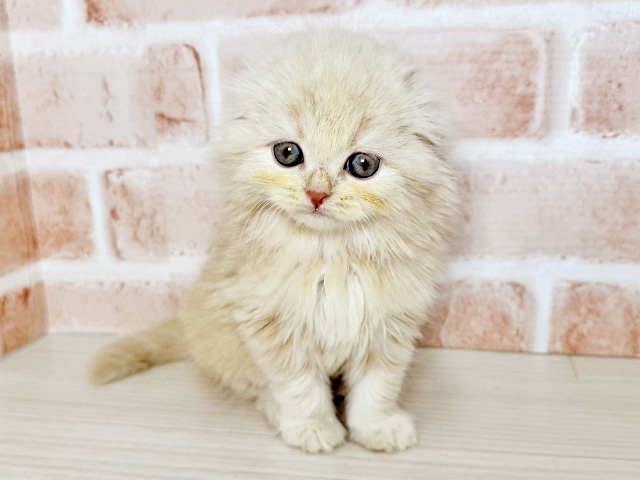 スコティッシュフォールド 男の子 クリーム（NICOPET東大阪店） 写真1