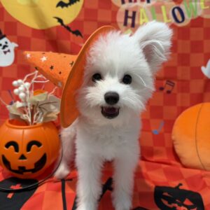 ミックス(ポメラニアン×トイプードル) 男の子 ホワイト(ペットプラザ川越的場店) 写真6