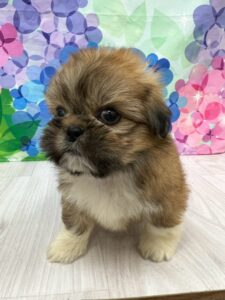 mix（ペキニーズ×シーズー） 女の子 ゴールド＆ホワイト（ペッツゴー浜北店） 写真3