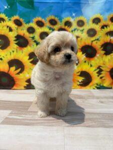 ミックス（チワワ×トイ・プードル） 女の子 クリーム（ペットプラザ川越的場店） 写真2