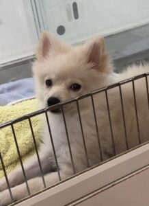 ポメラニアン 男の子 クリーム（ペッツゴー浜北店） 写真2