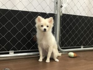 ポメラニアン 男の子 クリーム（ペッツゴー浜北店） 写真3