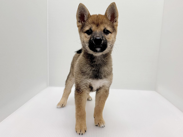 柴犬 女の子 赤（ビバペッツ磐田店） 写真1