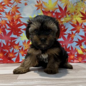 ヨークシャーテリア 男の子 スチールブルー＆タン（ペットプラザ川越的場店） 写真4